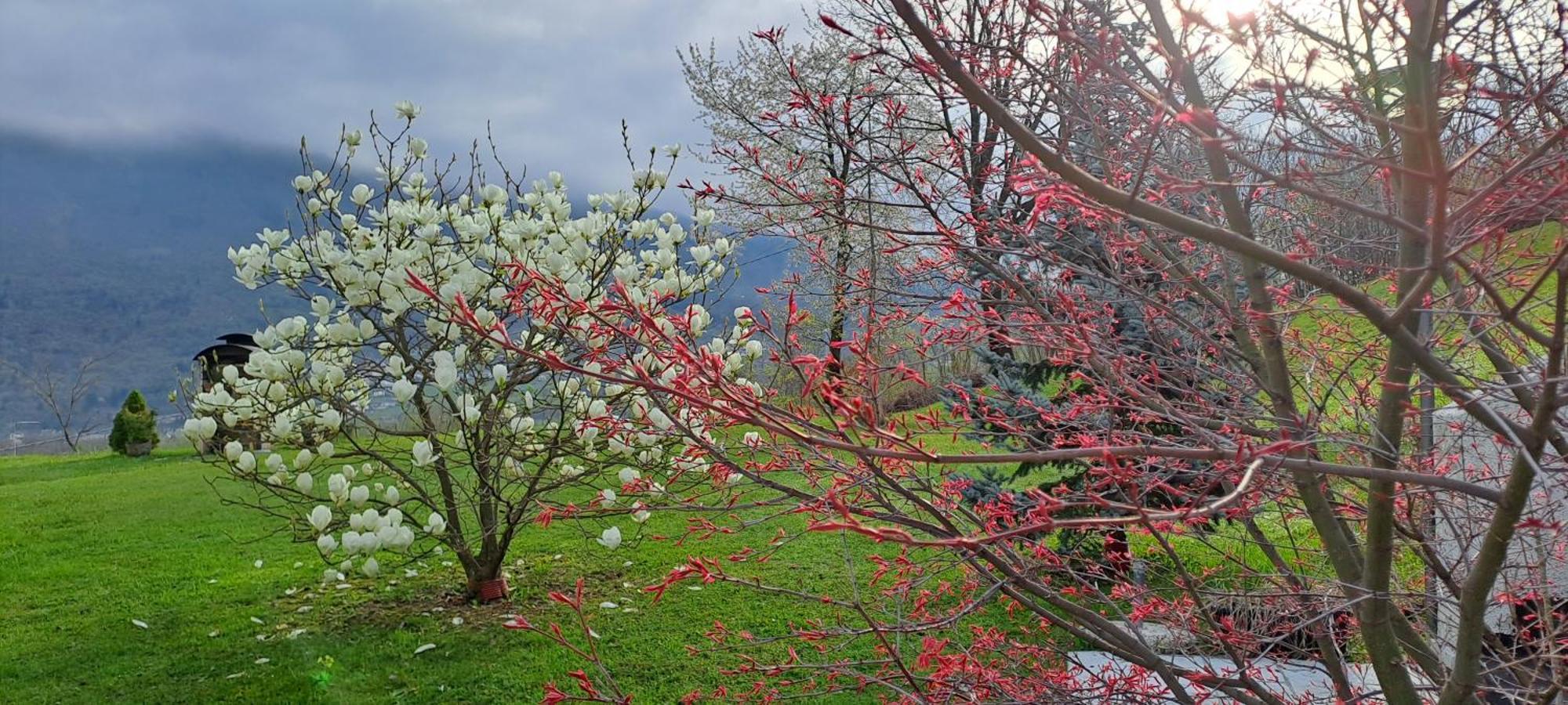Affittacamere Rubino Guest House Ponte nellʼAlpi Dış mekan fotoğraf